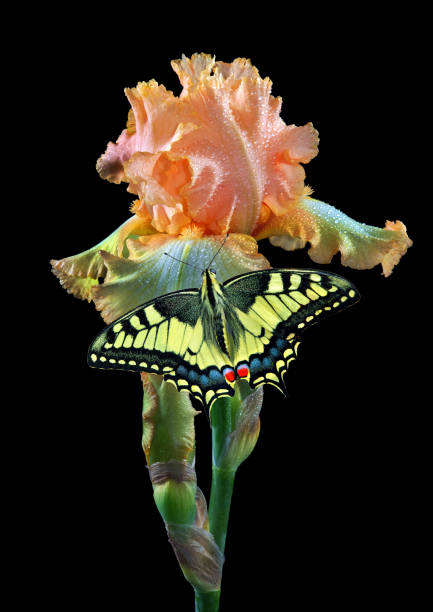 istock bright butterfly swallowtail on colorful iris flower isolated on black 2198981415