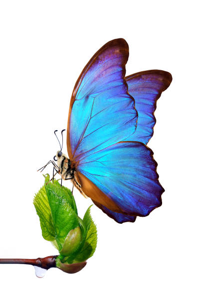 istock colorful blue morpho butterfly on bright young spring leaves isolated on white. branch with spring green leaves and butterfly. 2198981953