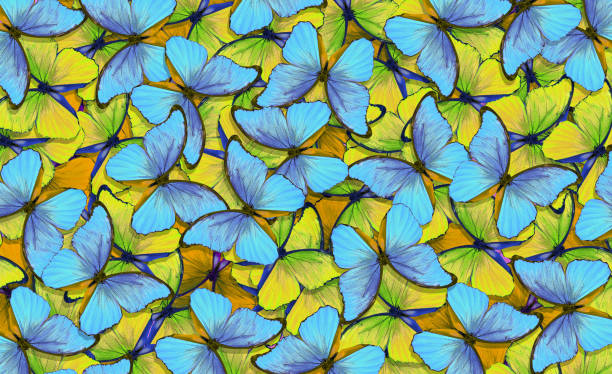 istock colorful blue and yellow morpho butterflies texture background. bright tropical background. colors of the national flag of Ukraine 2198982261