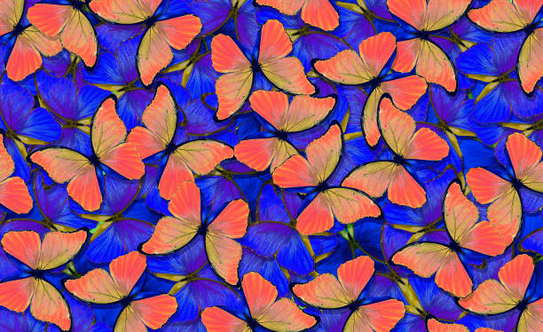 istock colorful pink and blue morpho butterflies texture background. bright tropical background. 2198982414