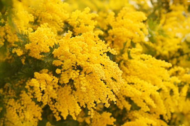istock Spring blooming Acacia dealbata tree in garden, delicate blossoming springtime mimosa flowers(silver wattle or blue wattle) 2198984080