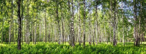 istock Birch grove on a sunny summer day 2198984220