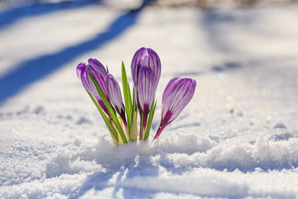 Yellow crocus flower buds blossoms push through the snow in late winter early spring.