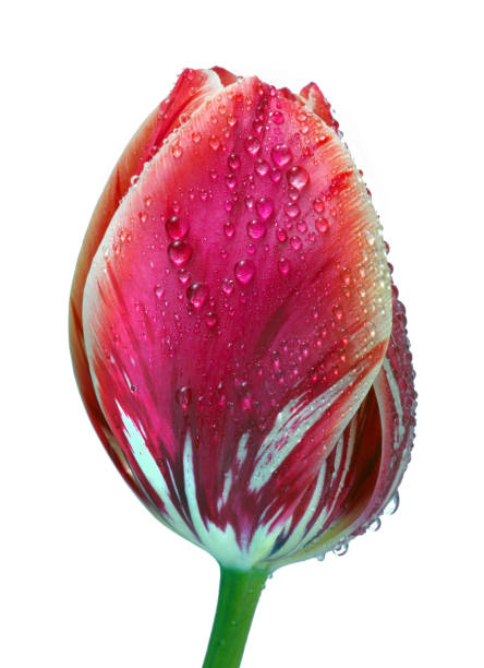 bright colorful pink tulip in water drops isolated on white.