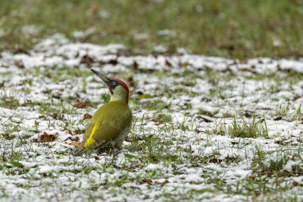 Beautiful male European green woodpecker (Picus viridis) perching on a meadow in winter.