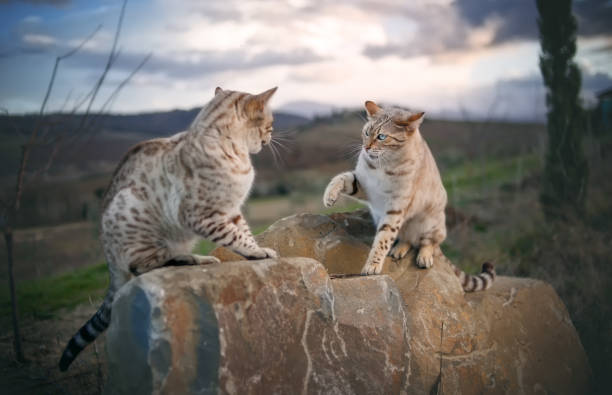 Two Male Snow Bengal Cats argueing outdoor