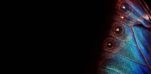 istock Wings of a butterfly Morpho texture background. Morpho butterfly. Selective focus. Copy space 2198985929