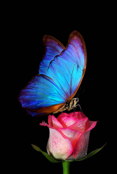 istock bright blue tropical morpho butterfly on pink rose in water drops isolated on black. 2198986032