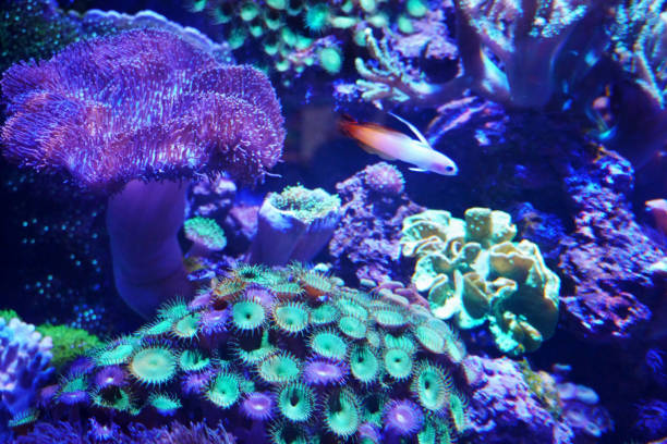 istock Coral reefs in aquarium. Coral reef conservation. 2198987851