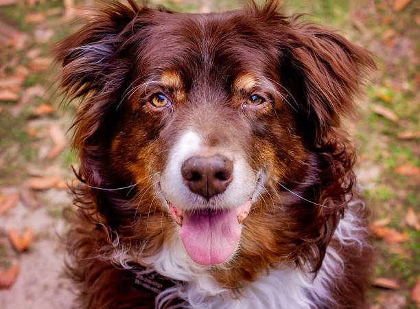 istock Red tri Australian Shepherd dog outside in Coden Alabama 2198988205