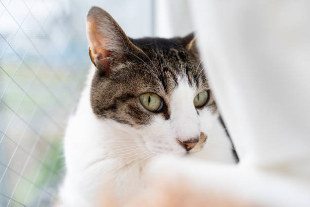 istock Cute cat relaxing by the window 2198988212