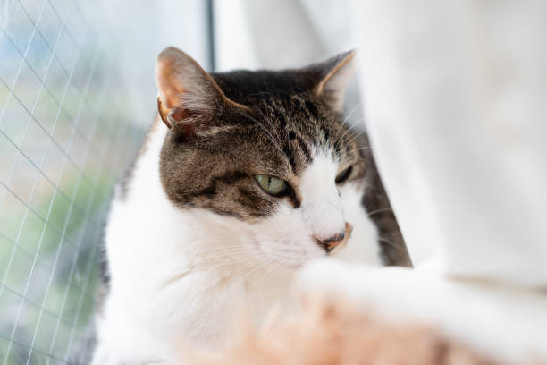 istock Cute cat relaxing by the window 2198988247