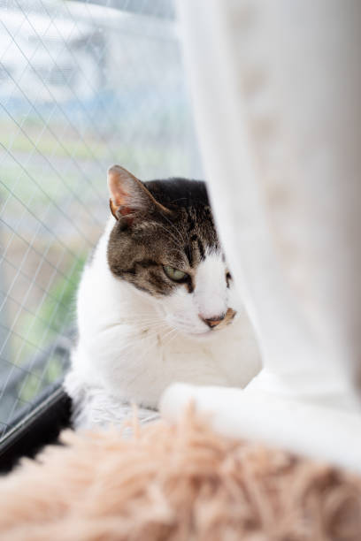 istock Cute cat relaxing by the window 2198988262