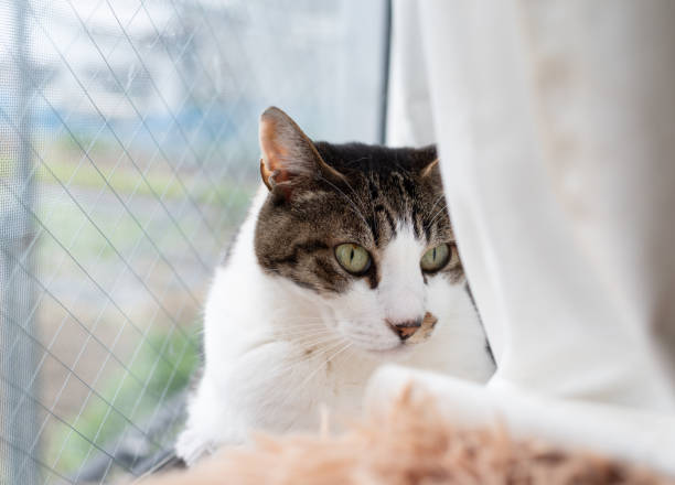 istock Cute cat relaxing by the window 2198988274