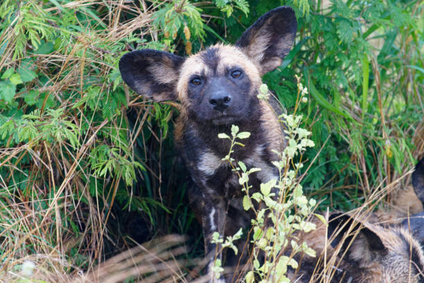 A pack of Wild Dogs survive in Southern Africa