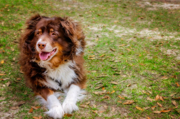 Cowboy, an 11-year-old Australian Shepherd dog, lays in his back yard, March 26, 2019, in Coden, Alabama.