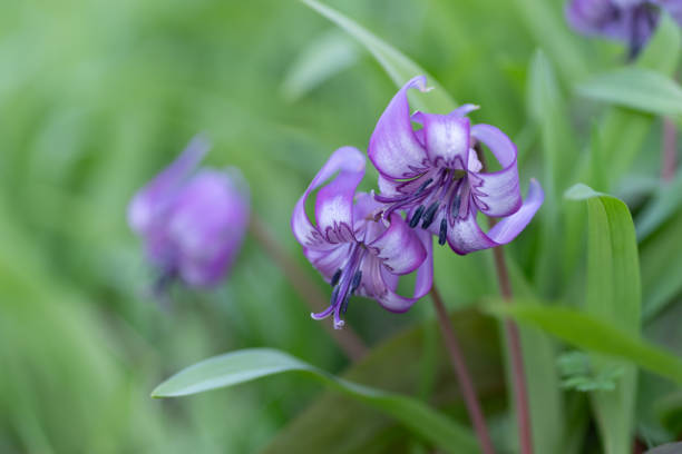 Beautiful dogtooth violets in full bloom in March