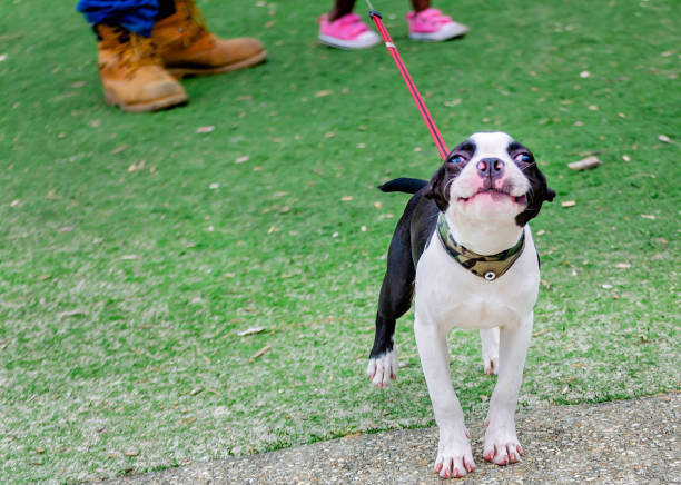 istock Black and white mixed breed puppy in Mobile Alabama 2198989776