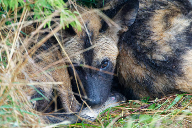 A pack of Wild Dogs survive in Southern Africa