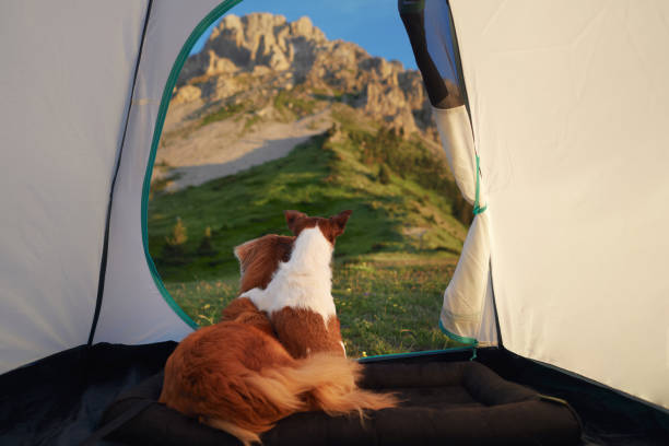 istock Dog sitting inside a tent facing mountains 2198990287