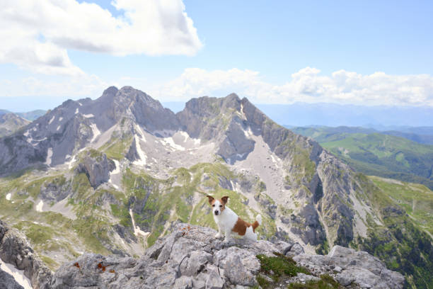 istock Dog standing atop rocky outcrop with distant mountain peaks 2198990294