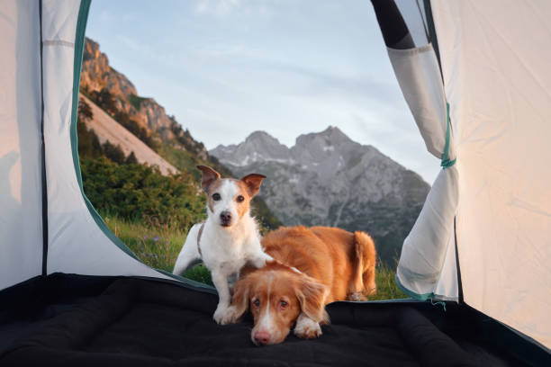 istock Dog relaxing inside tent with open mountain view 2198990299