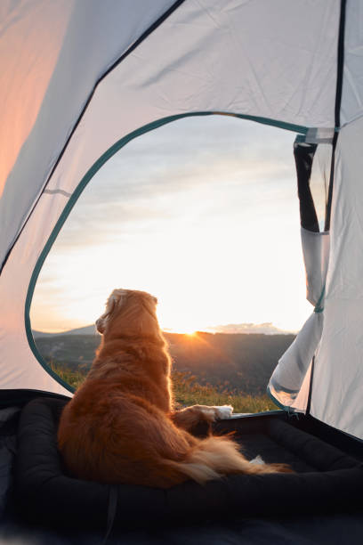 istock Dog enjoying sunrise in a tent overlooking mountains 2198990301