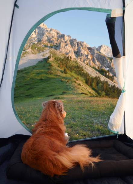 istock Dog sitting in tent overlooking mountain range 2198990302