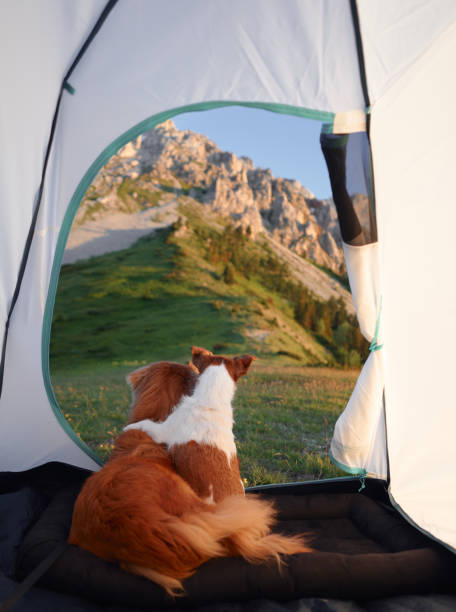 istock Dogs relaxing in tent overlooking mountains 2198990303