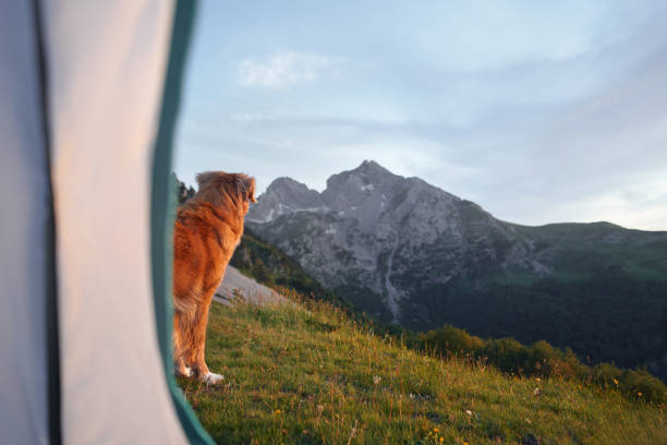 istock Dog observing mountains near a tent 2198990311
