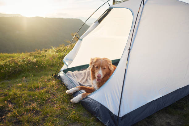 istock Dog relaxing near a tent on a mountain 2198990314