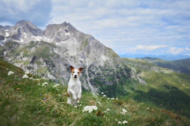 istock Adventurous dog on alpine slope with clear sky 2198990319
