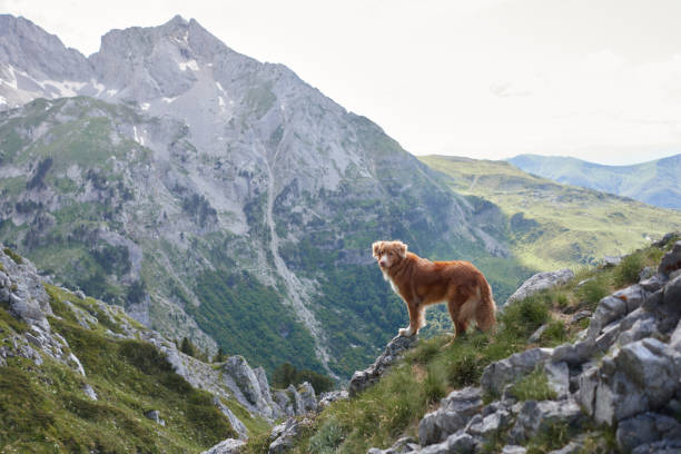 istock Dog enjoying alpine views on grassy slope 2198990344