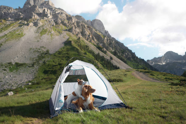 istock Dog beside camping tent with mountain backdrop 2198990353