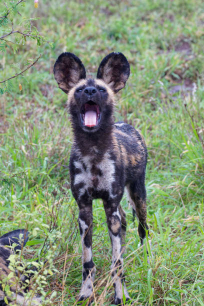istock African Wild Dogs - Cape Hunting dog 2198992241