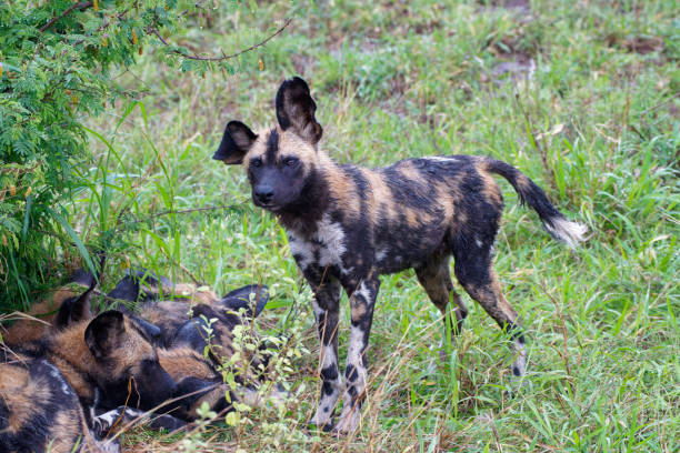 Three African wild dogs sharing a young impala in the Okavango National Park in Botswana