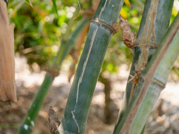 istock Close-up bamboo growth maintenance and sustainable practices in nature 2198992927