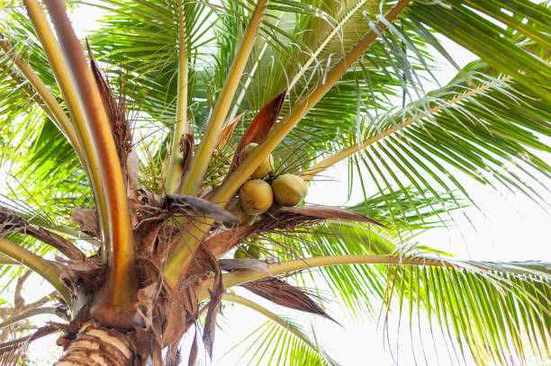 istock Coconut harvesting process tropical paradise nature lush environment upward viewpoint 2198994956
