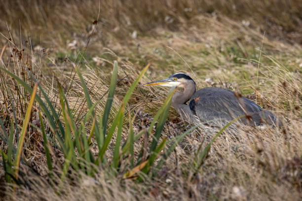 A Great Blue Heron (Ardea herodias) stands poised in a marsh, patiently hunting for food in the wetlands of Delta, British Columbia, Canada.