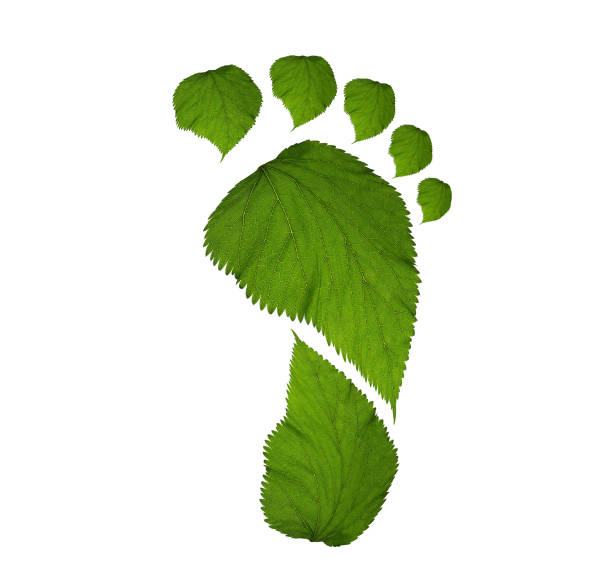 istock green leaf growing footprints, co2 symbol isolated on White Background. Reduce CO2 emission concept.Clean and friendly environment without carbon dioxide emissions. 2198997138