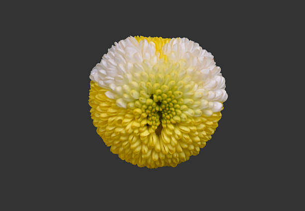 Isolated yellow chrysanthemum or pompom flower head with clipping paths.