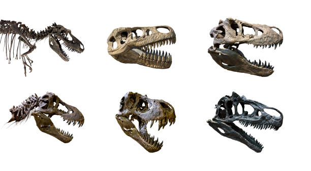 Image of a fossil t rex head