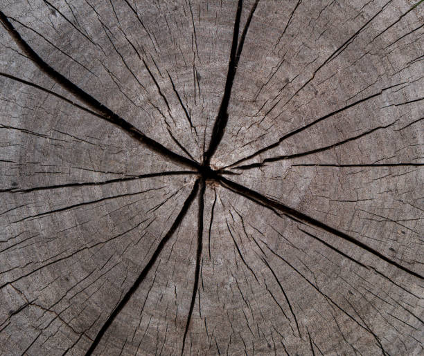 istock Wooden texture Ideal round cut down tree with annual rings and cracks. 2198998828