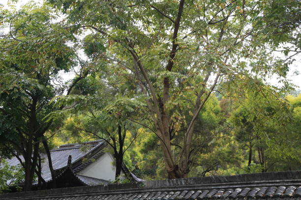 A tree with a house in the background. The house is white and has a roof. The tree is tall and has green leaves