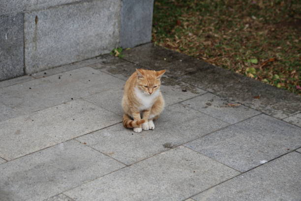 A cat is sitting on a gray tile floor. The cat is orange and white. The cat is looking at the camera