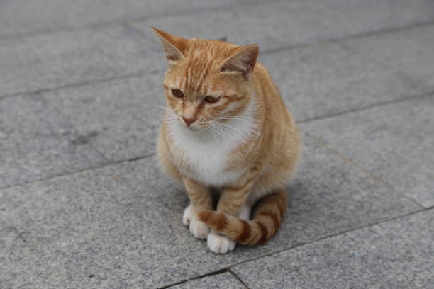 istock A cat is sitting on a stone floor 2198999953