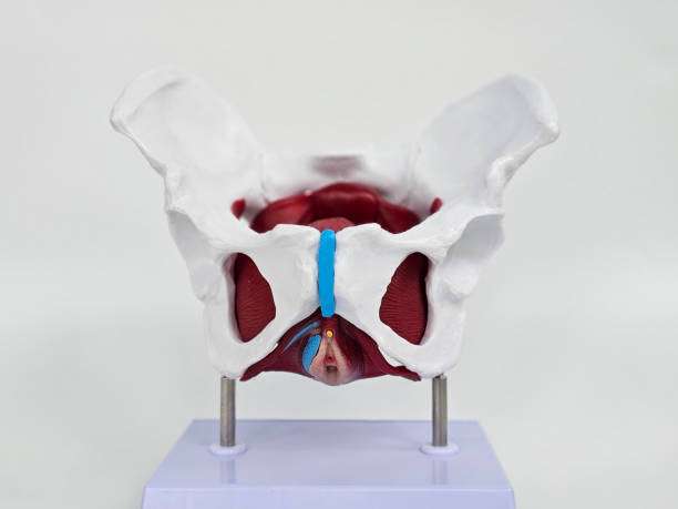 istock Detailed anatomical model of the human pelvis 2199002232