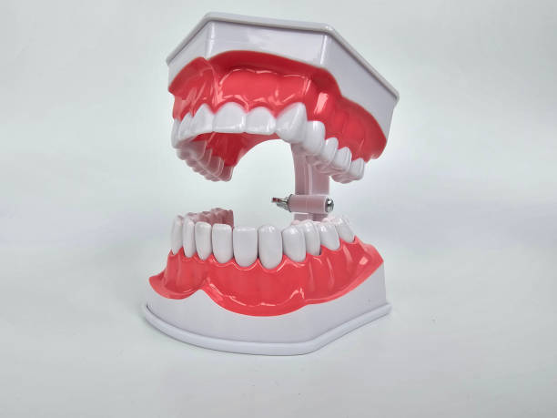 istock Dental model showcasing human teeth structure and articulation mechanism 2199002240