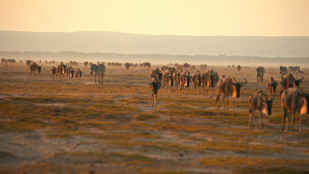 A serene scene with diverse wildebeests and zebras grazing in the golden light of sunset at Amboseli National Park, highlighting the natural coexistence within the savannah ecosystem.