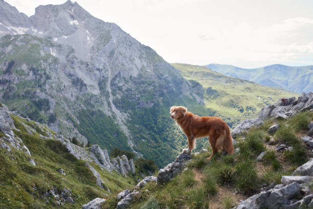 istock Dog overlooking green alpine valley 2199004940